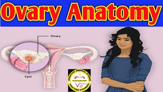 Anatomy of the Ovary  Ovarian ligaments  ovarian cancer  ovarian cancer symptoms [upl. by Patrizius]