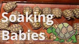 We Soak Our Baby Tortoises 3xs Per Week [upl. by Cummins]