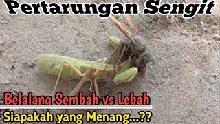 Pertarungan Sengit Belalang Sembah vs Lebah [upl. by Josee]