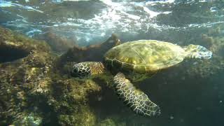 Snorkeling Puako  January 22 2021 [upl. by Brookhouse]