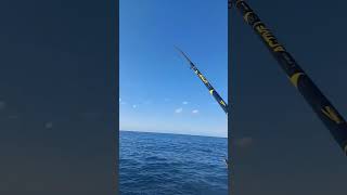 Cefalo  divertimento assicurato con la bolognese mare fishingvideo seafishing shortsviral [upl. by Nohsreg]