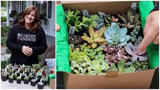 Succulent Unboxing 🌵💚🌿 Garden Answer [upl. by Nedah497]