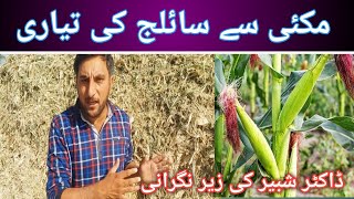 silage making process  silage making process in pakistan  how to make corn silage [upl. by Akemhs]