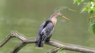 Anhinga anhinga [upl. by Robinette]