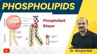 Phospholipis  Lipids  Class 11 Biology  by Dr Bhojoo Mal [upl. by Appolonia735]