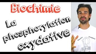 Cours de biochimie la phosphorylation oxydative [upl. by Tremml318]