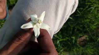 Pollinia location in Calotropis [upl. by Nealah]