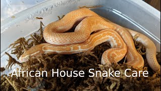 African House Snake Care [upl. by Laurin289]