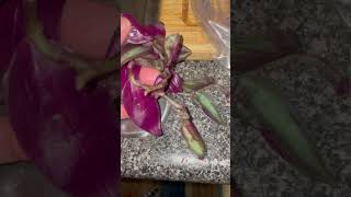 Trying to Save Tradescantia zebrina BKA Silver Inch Plant [upl. by Faxon]