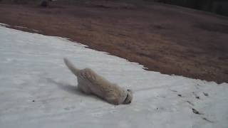 Sheep Dog Absolutely Loves Sliding Down This Snowy Hill [upl. by Koerner]