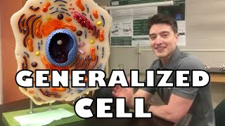 Generalized Cell Model with subtitles  Ohio University  Anatomy amp Physiology [upl. by Narmak]