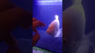 Huge giant gourami 💀 [upl. by Daniel]