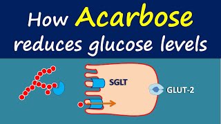 How Acarbose reduces glucose levels [upl. by Horten]