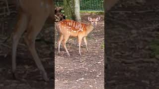 Sitatunga vidéo Sandrine [upl. by Atsedom694]