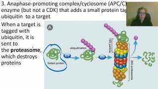 0424 How Cyclins CDKs and APCC Work [upl. by Atelokin]