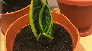 REPOTTING SNAKE PLANT SANSEVIERIA MOTHER IN LAW TONGUE shorts shortsvideo garden flowers [upl. by Anelav]