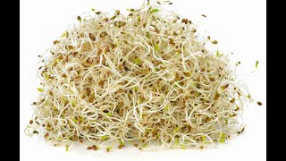 How To Sprout Alfalfa Seeds [upl. by Kinghorn]