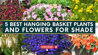 5 Best Hanging Basket Plants amp Flowers for Shade 🌺🌱  Gardening Tips [upl. by Furiya]