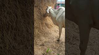 Cow eating yummy straw cow animalfarming wildlife animals cattlefeed pets [upl. by Niarda]