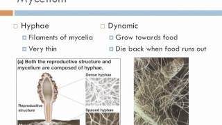 Biology 2 Lecture 9 Fungi [upl. by Aihk]