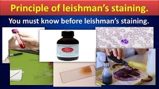 Principle of Leishmans stainingLeishmanstainingHematologyMLSMLTBloodfilmstatining [upl. by Ociram]