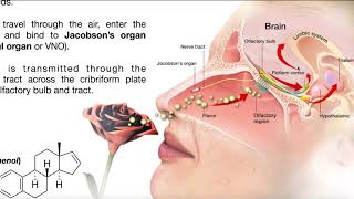 The Vomeronasal Organ Pheromones amp Mating Behavior [upl. by Llessur]