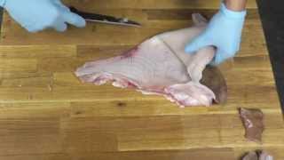 Butchering a Skate Wing How to Fillet amp Clean a Skate Fish [upl. by Adnilemreh]