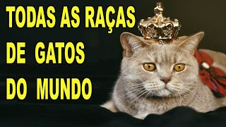 TODAS AS 98 RAÇAS DE GATOS OFICIAIS DO MUNDO [upl. by Gehlbach]