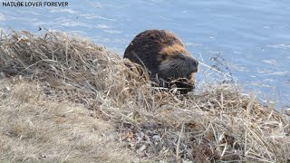 Beaver Foraging in a Pond [upl. by Naquin]