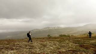 Grouse hunting with pointing dog Irish Setter Lovdalskarets io Olympia [upl. by Potter319]