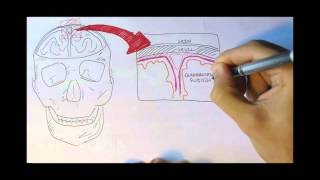 Neurology  Physiology Overview [upl. by Ayikal631]