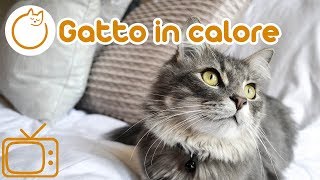 Questa è la perfetta combinazione di musica e TV per il tuo gattino in calore [upl. by Halli688]