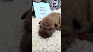 My FIRST NAP ❤️️ puppy sharpei [upl. by Netsrejk]