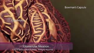 How Your Kidneys Work biology 720PHD [upl. by Eivets]