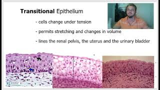 epithelial histology [upl. by Oninrutas]