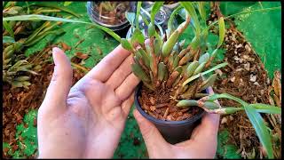 Maxillaria variabilis  Lets divide and Repot [upl. by Rothberg62]