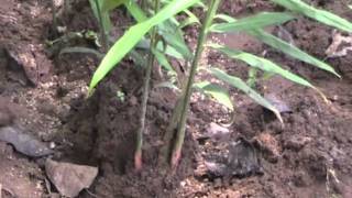 Controlling rhizome rot disease in ginger cultivation Odia VARRAT Odisha [upl. by Tyne]