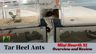 Tar Heel Ants Mini Hearth XL Review and Overview and update of Aphaenogater Ants [upl. by Aivartal462]