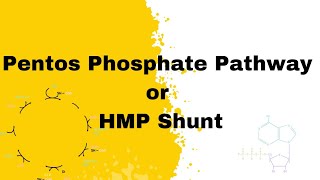 Pentos Phosphate Pathway  HMP Shunt  biochemistry bpharma bsc medical [upl. by Olivette292]