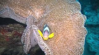 Diving Mauritius Wreck Dive Emily and Waterlily [upl. by Aihsetel]