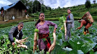 Wonderful Farming Life Of Mountain Village Nepal  Harvesting Radish  Countryside Life of Nepal [upl. by Yelmene]