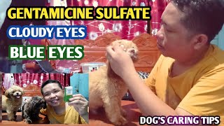 GAMOT SA MATA NG ASO DOGS CARING TIPS [upl. by Lemrahc]