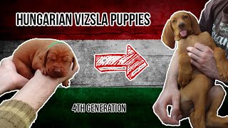 Hungarian Vizsla Puppies 1 Weeks 18 [upl. by Ahsatniuq679]