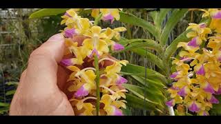 Aerides houlletiana  a brief look into this amazing species orchid [upl. by Shurlocke]