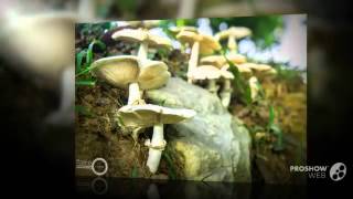 Termitomyces clypeatus  fungi kingdom [upl. by Phillie]