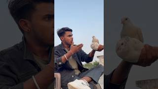 Kabuter ka sacha pyar ☠️🕊️👀petlovers pigeon shortfeed yt viralvideo spkabuterclub 😅🙏 [upl. by Notrub]