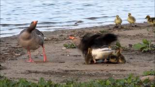 Grauwe Gans  Greylag Goose [upl. by Drofiar]