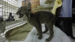 Bobcat Kitten Calls [upl. by Towny672]