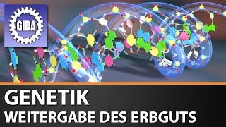 Trailer  Molekulare Genetik  Weitergabe des Erbguts  Biologie  Schulfilm [upl. by Namien]