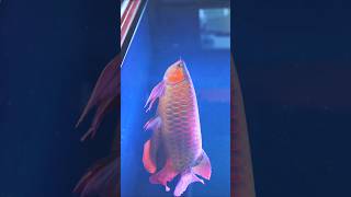 RTC Arowana Fish Breeding Pair Setup Aquarium rtcarowana arowanafish breedingpair viralshorts [upl. by Acey634]